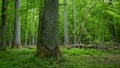 Deciduous stand of Bialowieza Forest in springtime