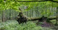 Deciduous stand with two broken oak trees lying Royalty Free Stock Photo