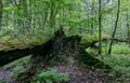 Deciduous stand with two broken oak trees lying Royalty Free Stock Photo