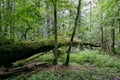 Deciduous stand with two broken oak trees lying Royalty Free Stock Photo