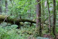 Deciduous stand with two broken oak trees lying Royalty Free Stock Photo