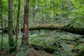 Deciduous stand with two broken oak trees lying Royalty Free Stock Photo