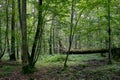 Deciduous stand with two broken oak trees lying Royalty Free Stock Photo