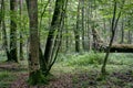 Deciduous stand with two broken oak trees lying Royalty Free Stock Photo