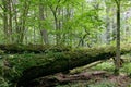 Deciduous stand with two broken oak trees lying Royalty Free Stock Photo