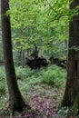 Deciduous stand with two broken oak trees lying Royalty Free Stock Photo