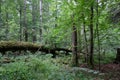 Deciduous stand with two broken oak trees lying Royalty Free Stock Photo