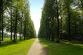Deciduous summer forest with very straight path