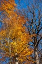 Deciduous Tree In Autumn