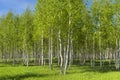 Deciduous tree Birch ( lat. Betula )