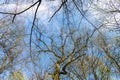 Deciduous tree branches in spring forest against sky upward view, treetops