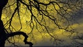 Silhouette of a deciduous tree