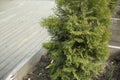 Deciduous tree in flower bed. Cultivation of coniferous plants Royalty Free Stock Photo