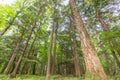 Deciduous tree forest with green leaves in the Porcupine Mountains Wilderness State Park in the Upper Peninsula of Michigan - look