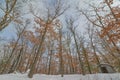 Deciduous tree forest in the winter near Governor Knowles State Forest in Northern Wisconsin - ground looking up to the trees and