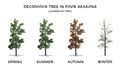 Deciduous Tree in four seasons - Sourwood Tree Royalty Free Stock Photo