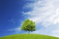 A deciduous tree on a green hill under the sky with unusual clouds Royalty Free Stock Photo