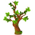 A deciduous tree with green leaves isolated on white background. Vector cartoon close-up illustration. Royalty Free Stock Photo