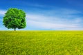 Deciduous tree on green meadow Royalty Free Stock Photo