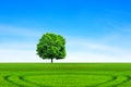 Deciduous tree on a green meadow under blue sky