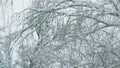 Deciduous Tree Like Birch Tree Bare And Leafless Covered In Snow Burdens. Freeze Branches Leaves Under Snow. Royalty Free Stock Photo