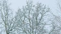 Deciduous Tree Like Birch Tree Bare And Leafless Covered In Snow Burdens. Freeze Branches Leaves Under Snow. Royalty Free Stock Photo