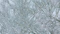 Deciduous Tree Like Birch Tree Bare And Leafless Covered In Snow Burdens. Freeze Branches Leaves Under Snow. Royalty Free Stock Photo