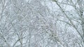 Deciduous Tree Like Birch Tree Bare And Leafless Covered In Snow Burdens. Freeze Branches Leaves Under Snow. Royalty Free Stock Photo