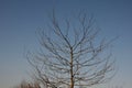 Is a deciduous tree, native to North America. It grows to a height of 20-30 m and forms a tree with a sparse, ovoid crown. On the
