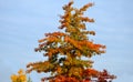 Is a deciduous tree or shrub growing to a height of 8 - 15 m and a width of about 6 m. The crown is conical, pDark gray bark is de