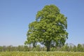 Deciduous tree in summer