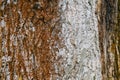 Deciduous tree trunk bark texture and structure