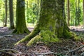 Deciduous tree trunk. Beech tree bark in a deciduous forest