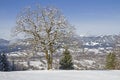 Deciduous tree with winter landscape Royalty Free Stock Photo