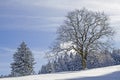 Deciduous tree with winter landscape Royalty Free Stock Photo