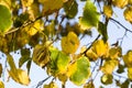 deciduous trees in the autumn