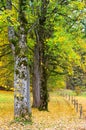 Deciduous trees with autumn leaves on the edge of the forest with a hiking trail full of leaves Royalty Free Stock Photo