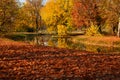 Deciduous trees in autumn in park Royalty Free Stock Photo