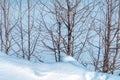 Deciduous trees with bare branches on snow Royalty Free Stock Photo