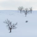 Deciduous trees with bare branches on snow covered hills in winter at Zlatibor mountain in Serbia Royalty Free Stock Photo