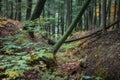 Trees in Black river forest in Michigan upper peninsula Royalty Free Stock Photo