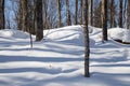 Deciduous trees casting blue shadows in the snow. Royalty Free Stock Photo