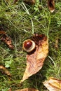 deciduous trees chestnut in the forest