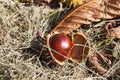 deciduous trees chestnut in the forest