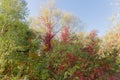 Deciduous trees and climbing plant with autumn varicolored leaves