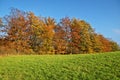 Deciduous trees colorful autumn colors of orange on the horizon green meadows