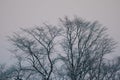 Deciduous trees covered with snow at dusk Royalty Free Stock Photo