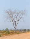 Deciduous trees detail landscape nature