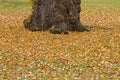 Deciduous trees with fallen dried yellow leaves during Autumn in
