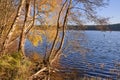 Deciduous trees leaning over the water on a lake shore during autumn Royalty Free Stock Photo